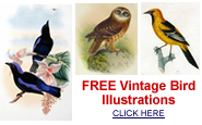 
free bird pictures