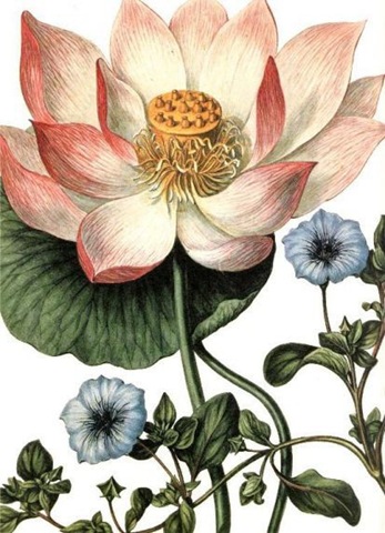 lotus flower images free. Free Vintage Flowers Clip Art