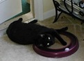 black cat
