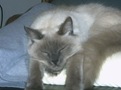lilac Balinese cat