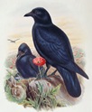 1870_BoB_fasc_18_vol_3_pl_58_Carrion-Crow[1]