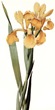 free vintage clip art flowers yellow iris stalk