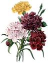 free vintage clip art flowers yellow purple pink red carnation bouquet