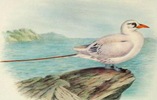 free vintage clip art nautical seagull on the ocean