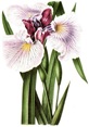 free vintage flower clip art purple bearded iris