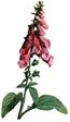 free vintage flower clip art purple