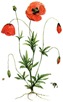 free vintage flower clip art red poppies