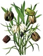 free vintage flower clip art seed pods