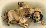 Vintage three dogs Fathers Day card