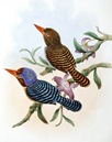 vintage birds brown and blue birds