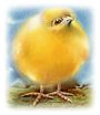 vintage Easter clipart yellow chick