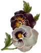 free pansies vintage flowers