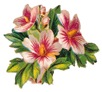 free-vintage-cli-art-flowers-pink-white-hibiscus