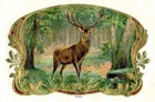 free vintage Fathers Day card--stag in the forest