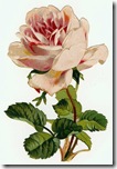 pink vintage rose clip art